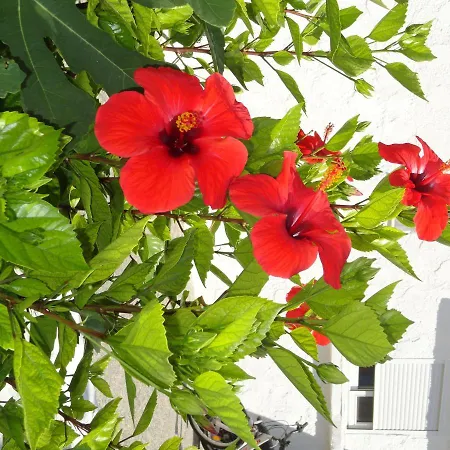 Elia Mare Mastichari (Kos)