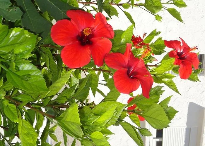 Elia Mare Mastichari (Kos)